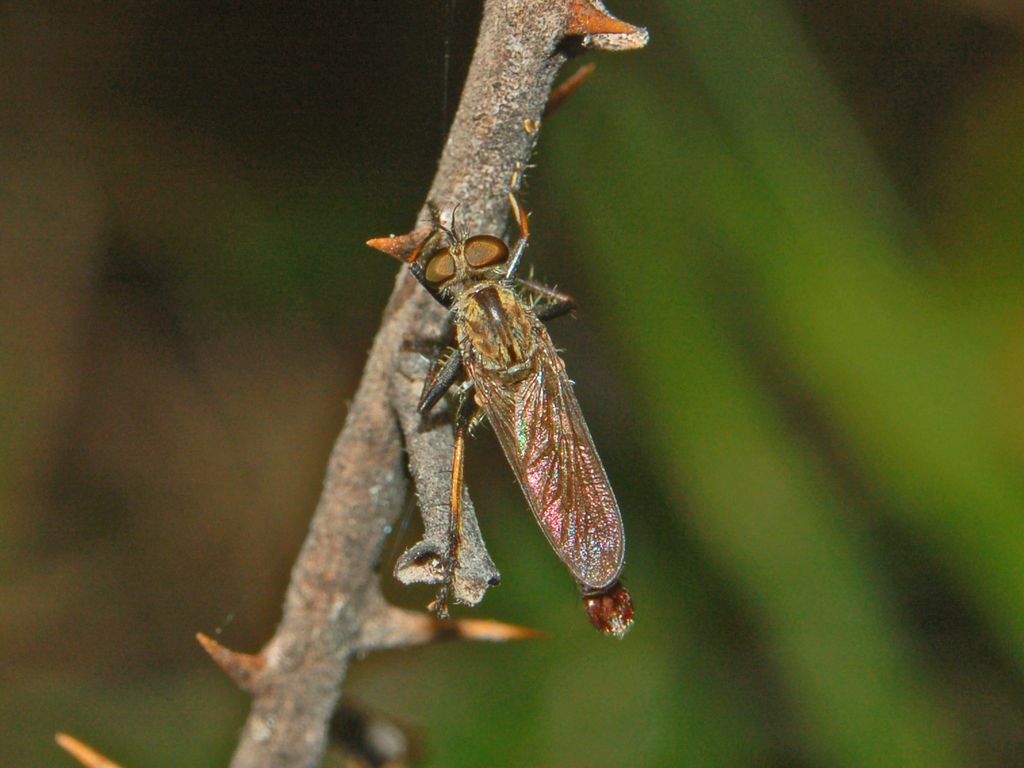 Asilidae.